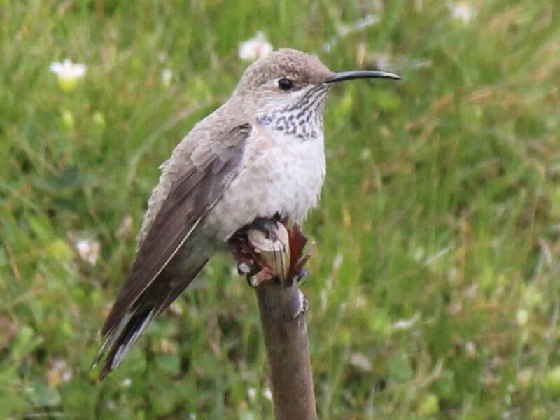 White-sided Hillstar, 照片 2