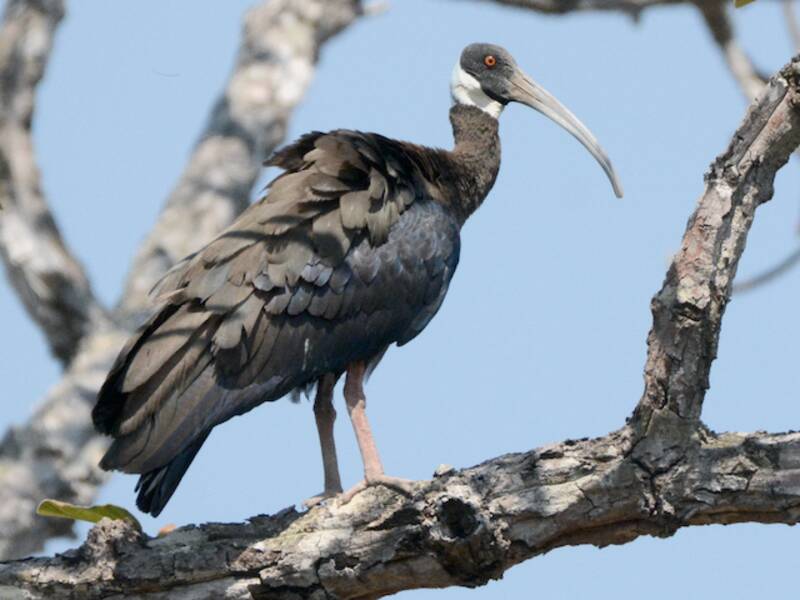 Ibis spallabianca
