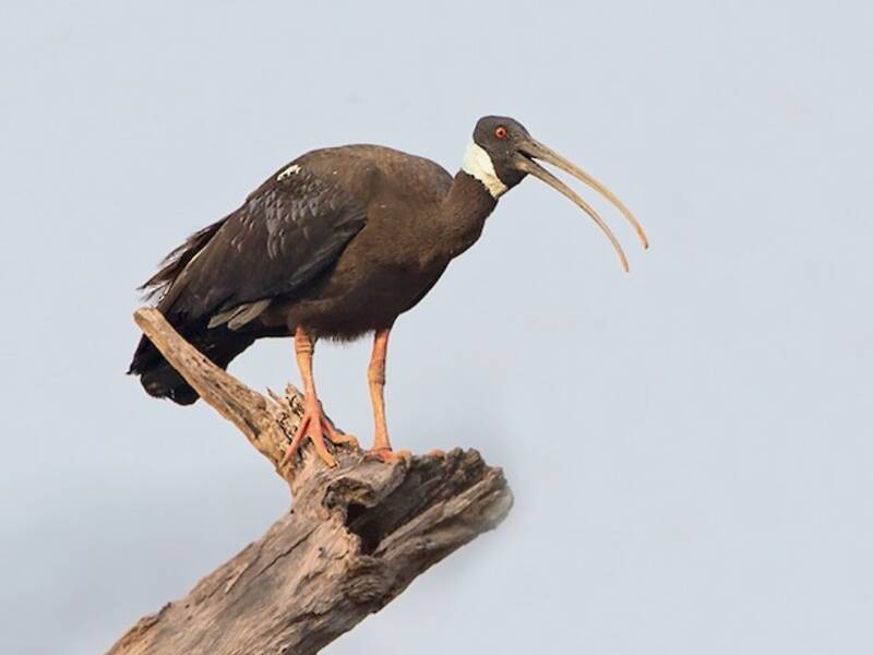 Ibis spallabianca, Foto 3