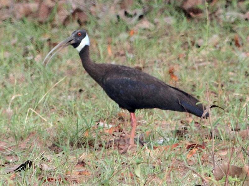 Ibis spallabianca, Foto 2
