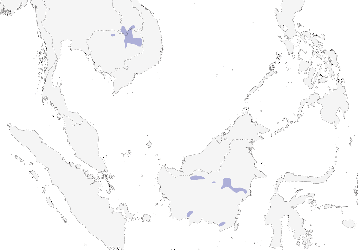 Ibis spallabianca, Distribuzione 1