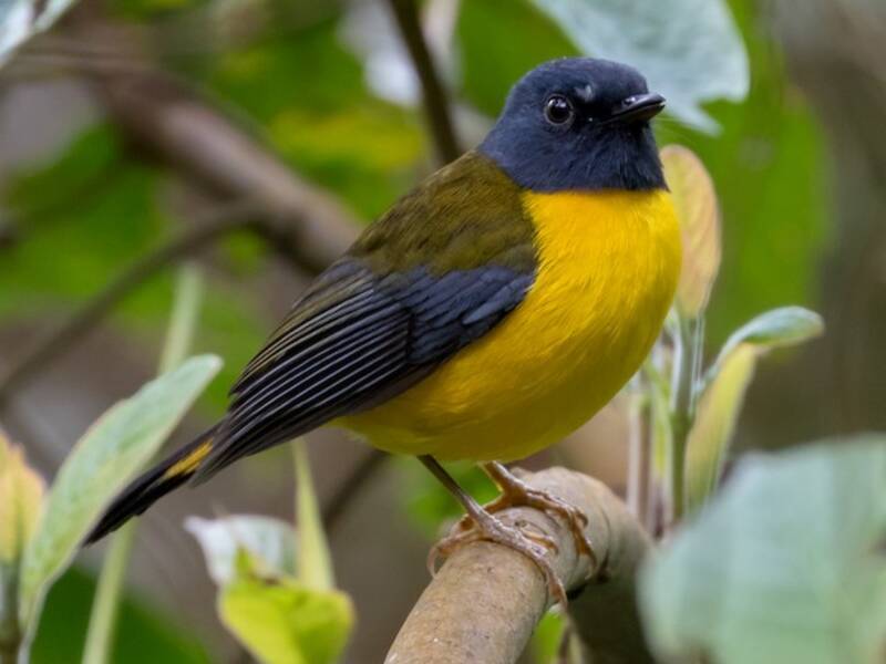 White-starred Robin (Pogonocichla stellata)