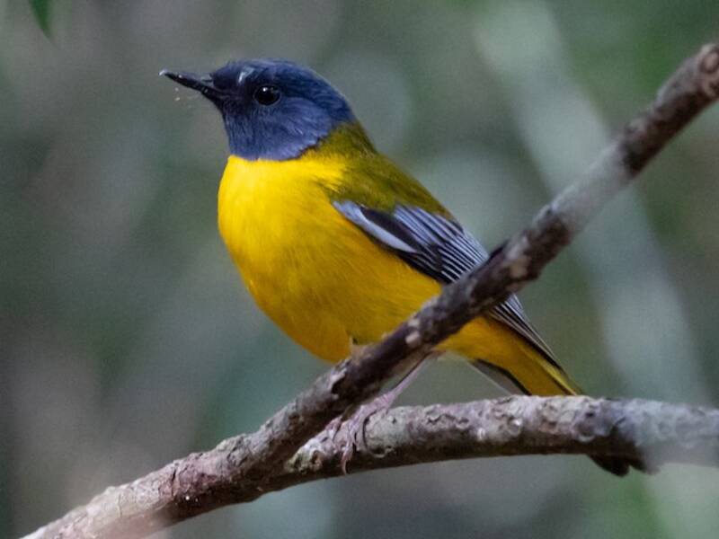 White-starred Robin, Photos 3