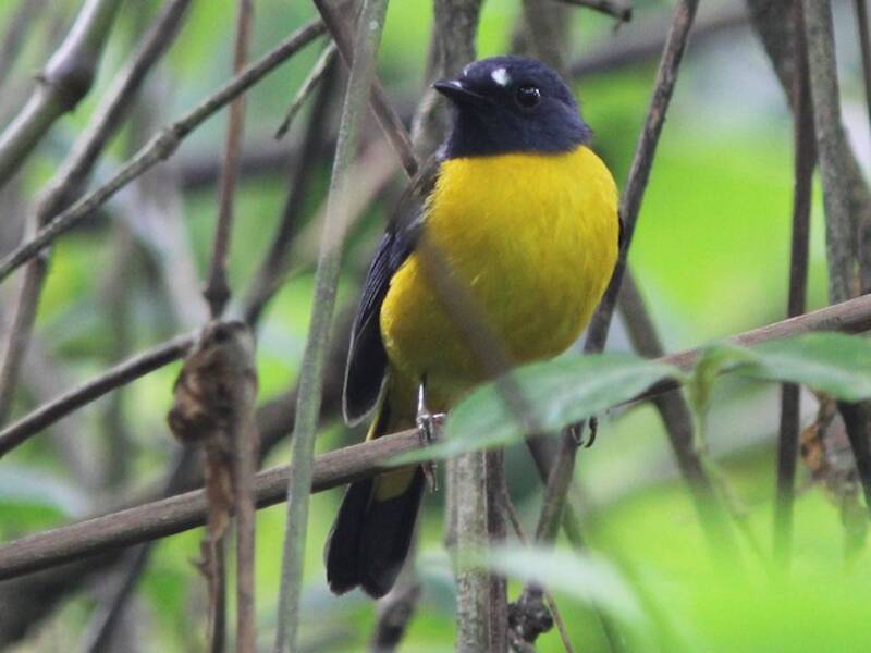 White-starred Robin, Photos 2