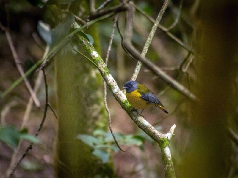 White-starred Robin, Photos 4