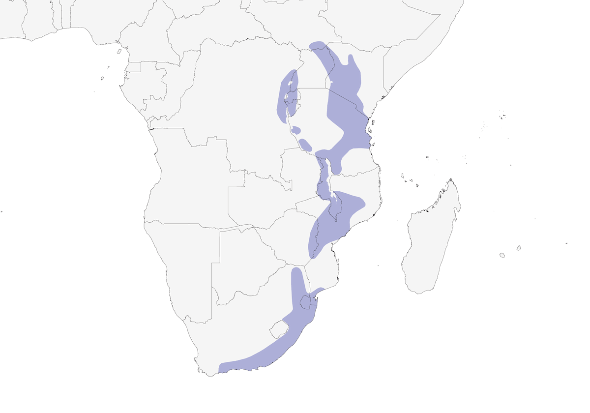 White-starred Robin, Distribution 1