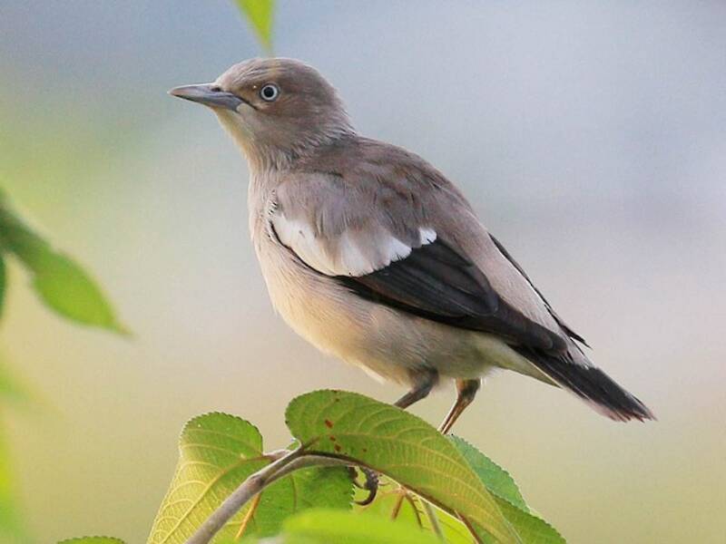 Storno dalle spalle bianche, Foto 4