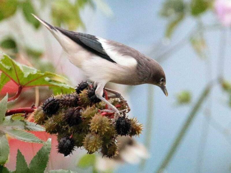 Storno dalle spalle bianche, Foto 2