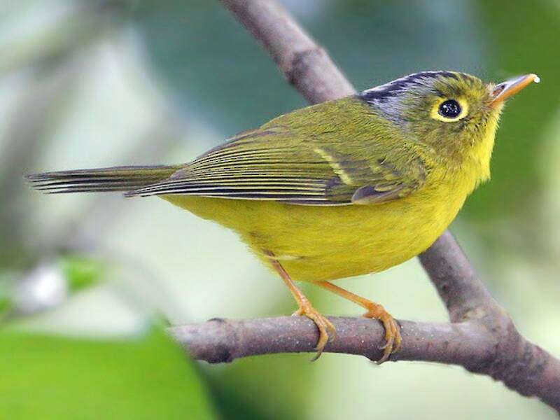 White-spectacled Warbler
