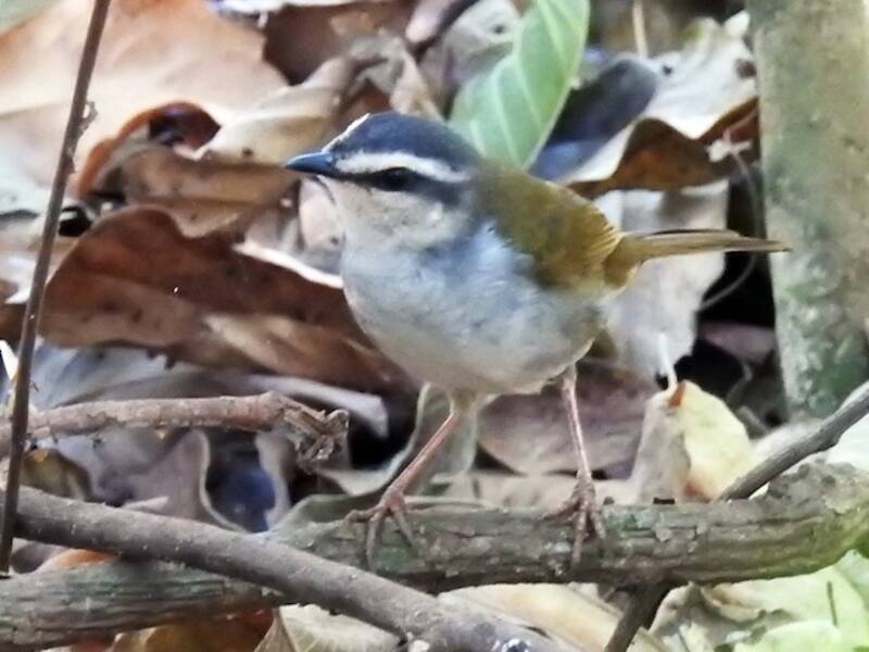Weißstreifen-Waldsänger, Fotos 2