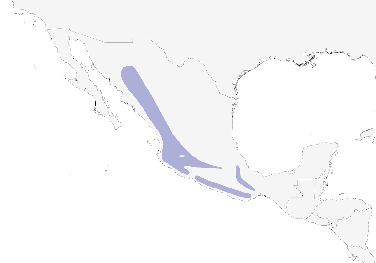 Rampichino striato bianco, Distribuzione 1