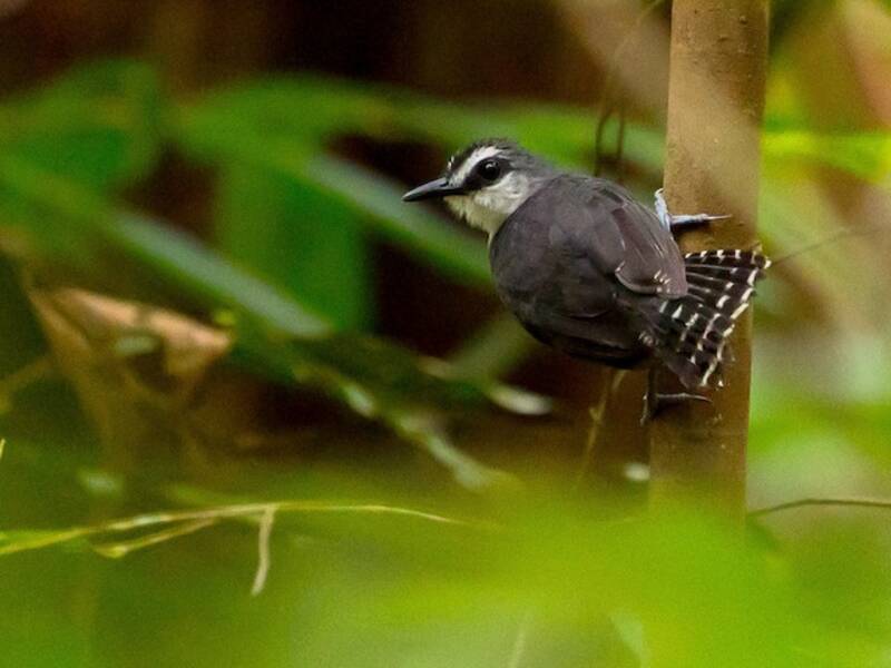 Weißkehl-Ameisenvogel