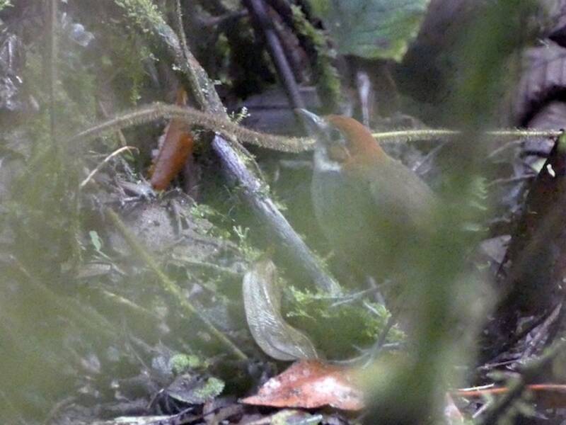 Weißkehl-Ameisenpitta, Fotos 2