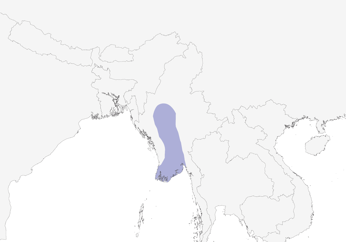 Garrulo gola bianca, Distribuzione 1