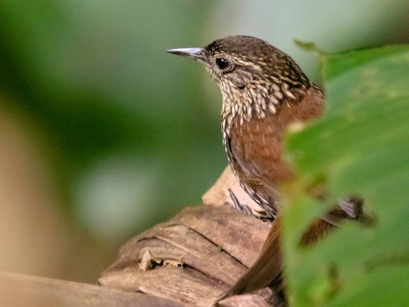 White-throated Barbtail, Photos 2