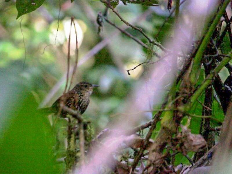 White-throated Barbtail, Photos 3