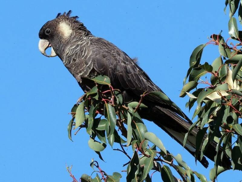 Baudin's Black-Cockatoo