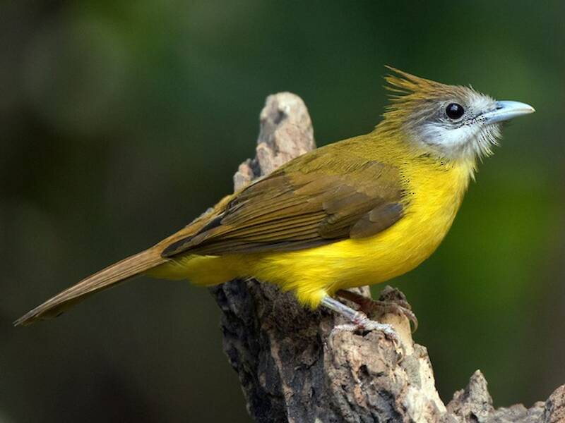 Bulbul Gorgiblanco, Fotos 4
