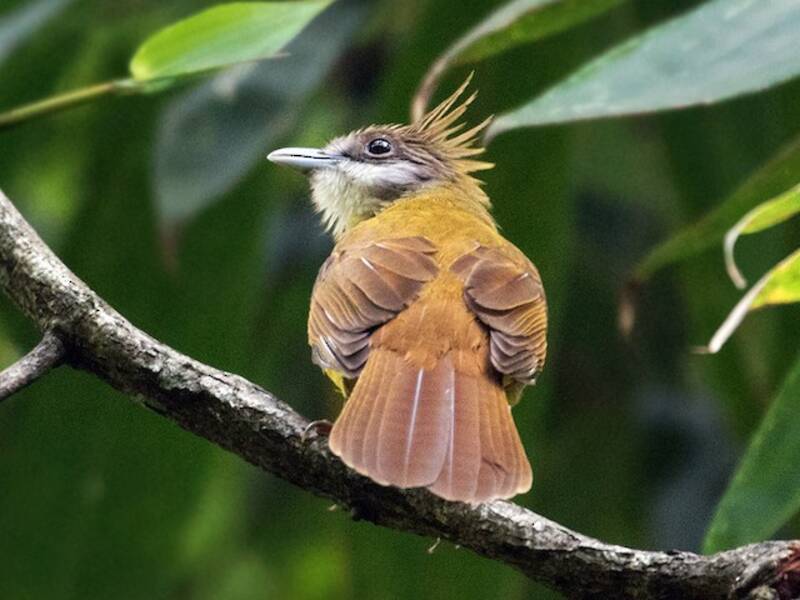 Bulbul Gorgiblanco, Fotos 3