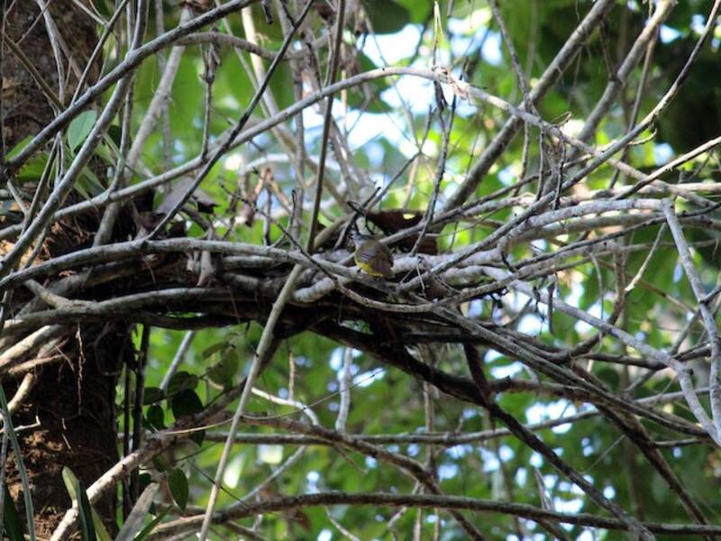 Bulbul Gorgiblanco