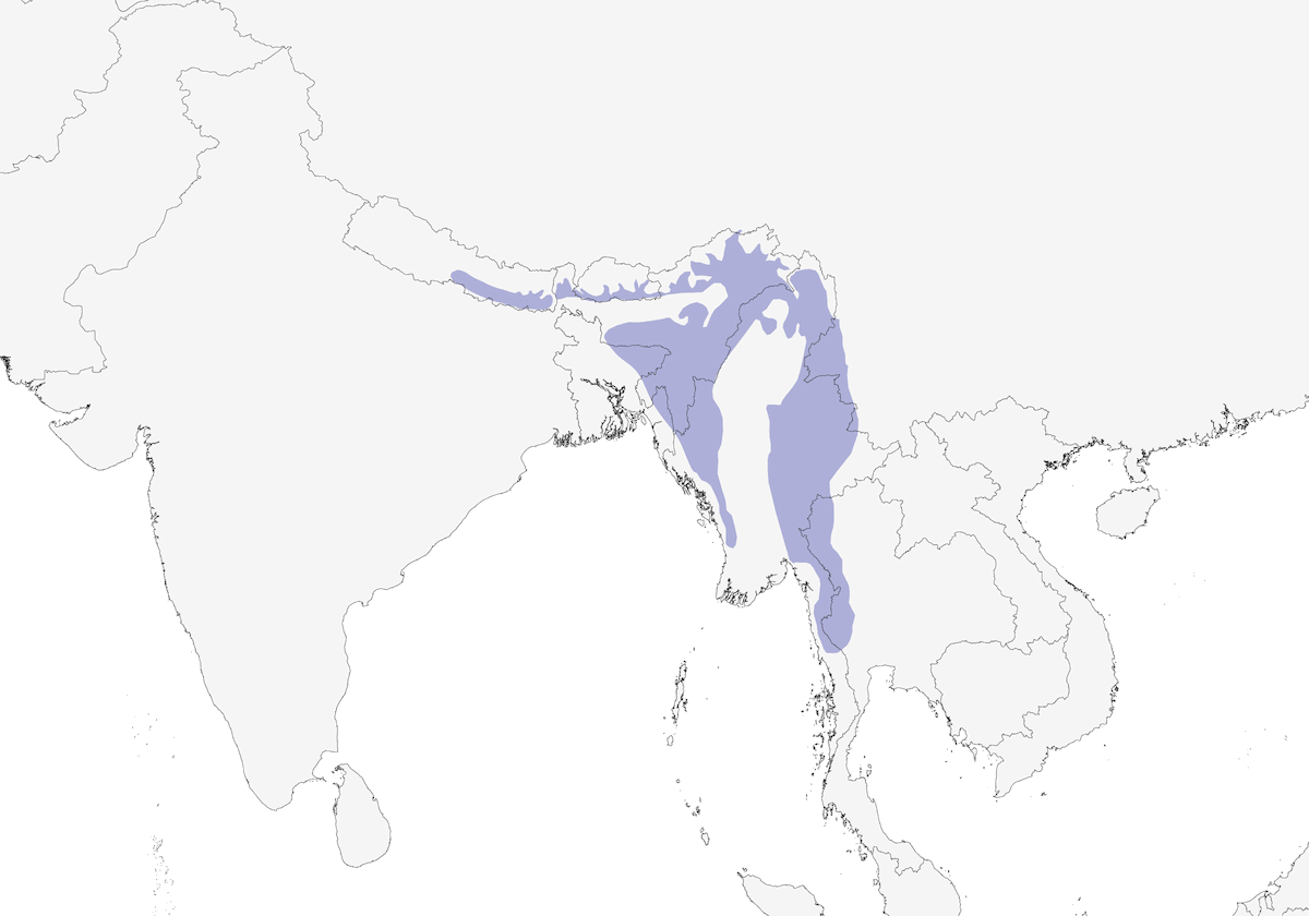 Bulbul Gorgiblanco, Distribución 1