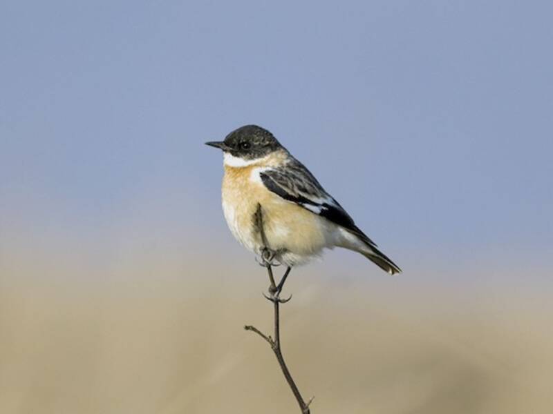 Tarabilla Gorgiblanca