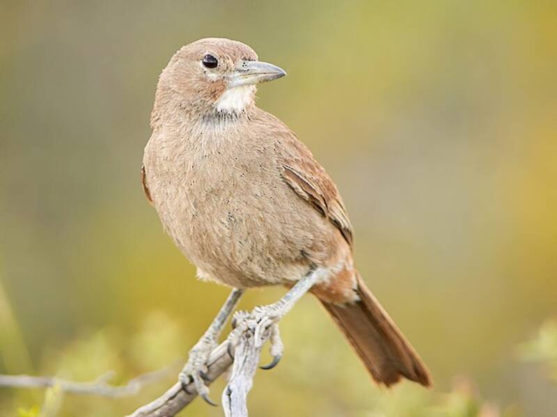 White-throated Cacholote, 照片 4