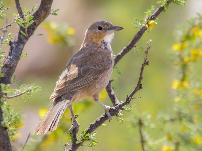 White-throated Cacholote, 照片 3