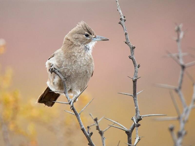 White-throated Cacholote, 照片 2