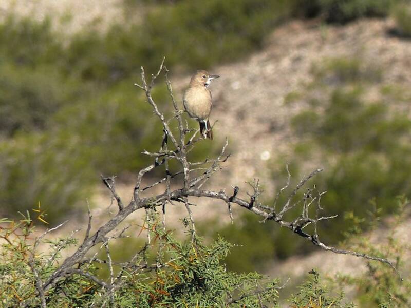 White-throated Cacholote