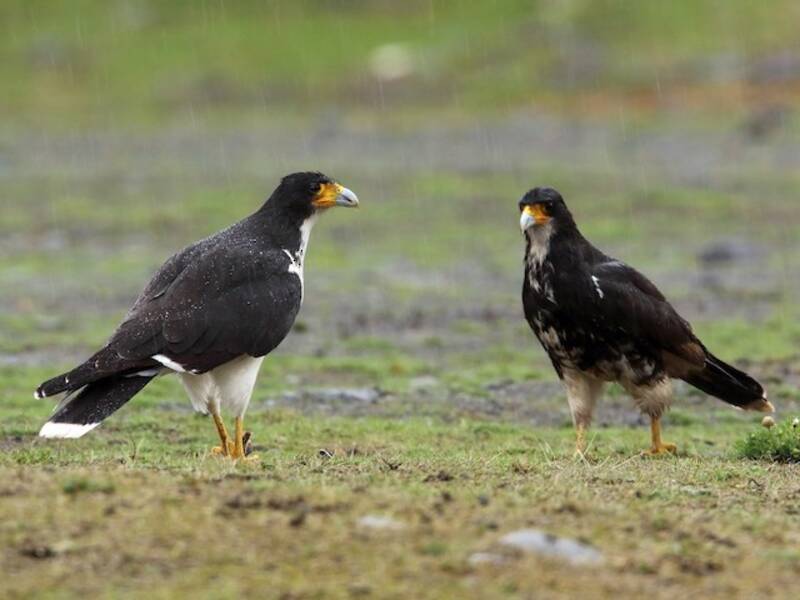 White-throated Caracara