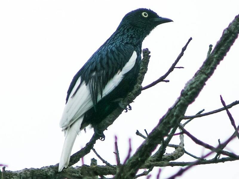 White-tailed Cotinga, Photos 4