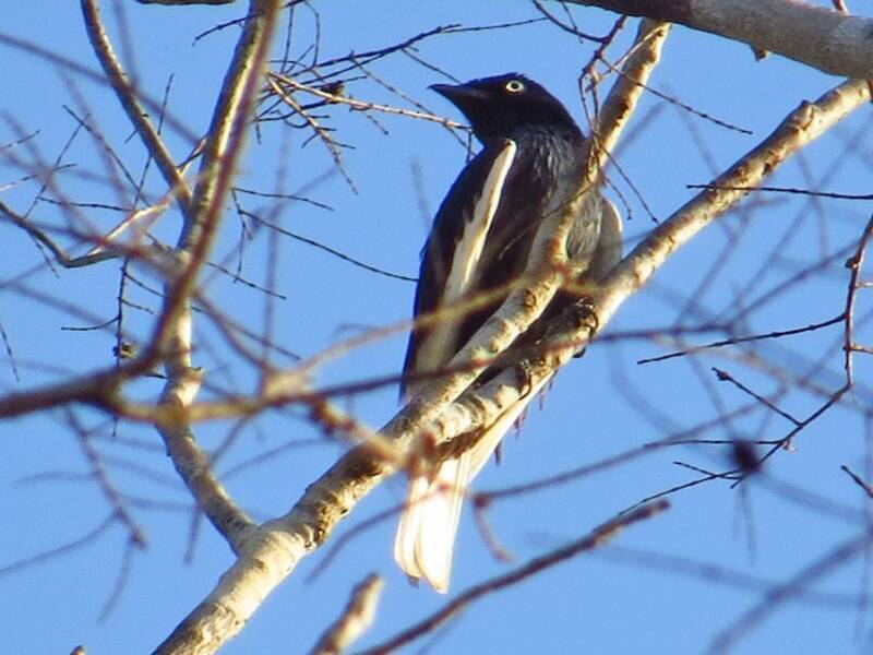 White-tailed Cotinga, Photos 3