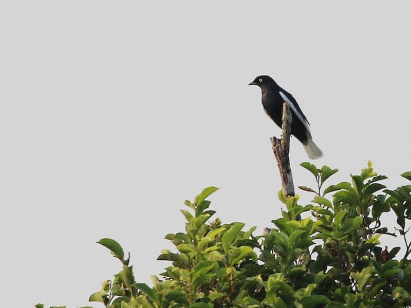 Cotinga coda bianca