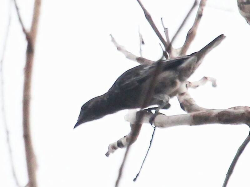 White-tailed Cotinga, Photos 2