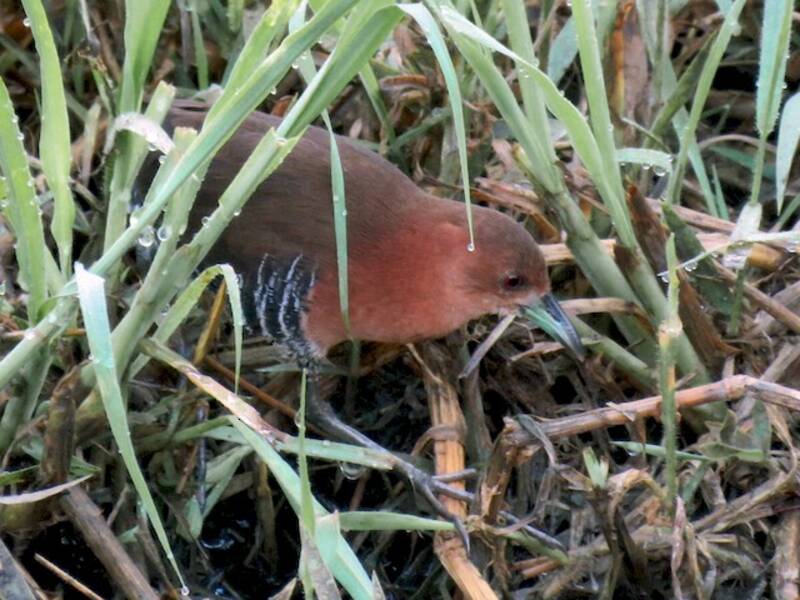 Weißkehlsumpfhuhn, Fotos 2