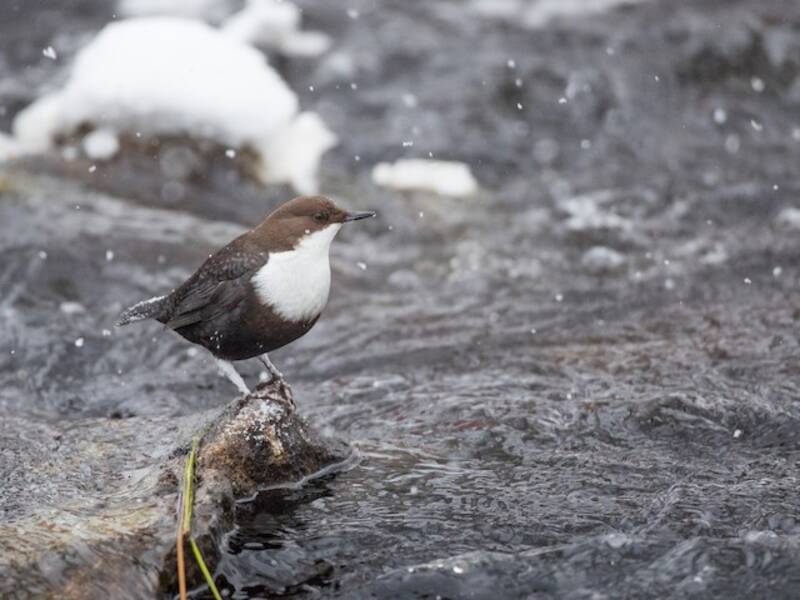 White-throated Dipper (Cinclus cinclus)