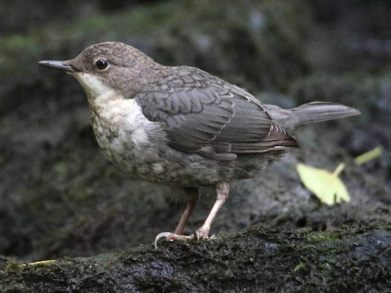 Wasseramsel, Fotos 4