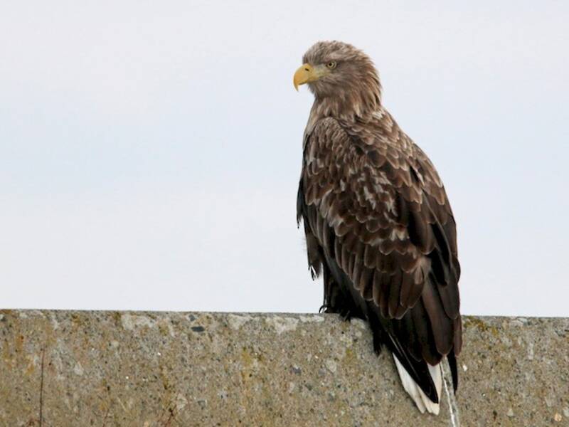 Seeadler, Fotos 4
