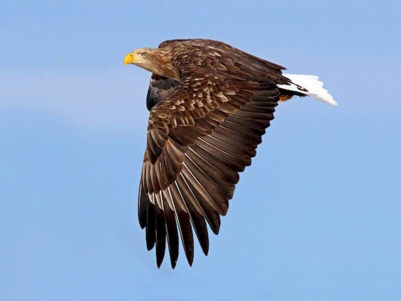 Seeadler, Fotos 3
