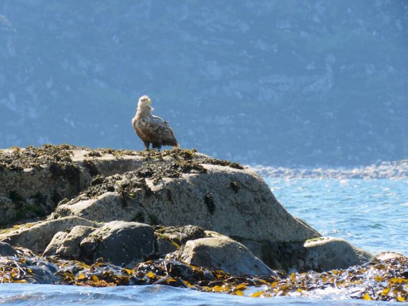 Seeadler, Fotos 2
