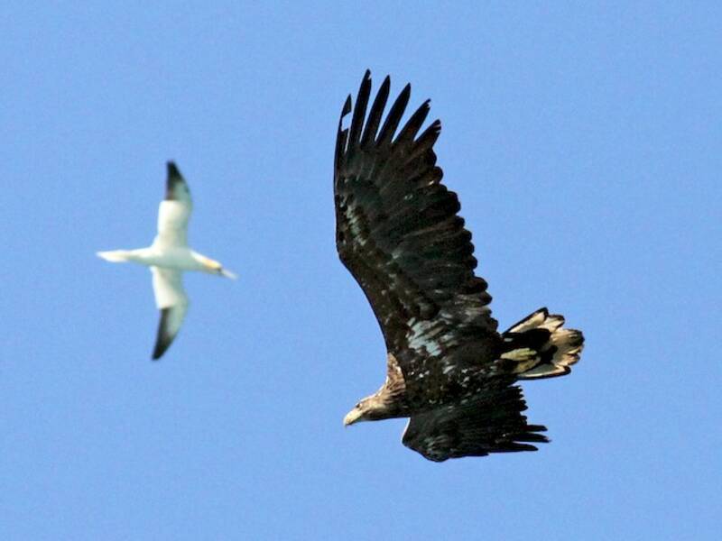 White-tailed Eagle (Haliaeetus albicilla)