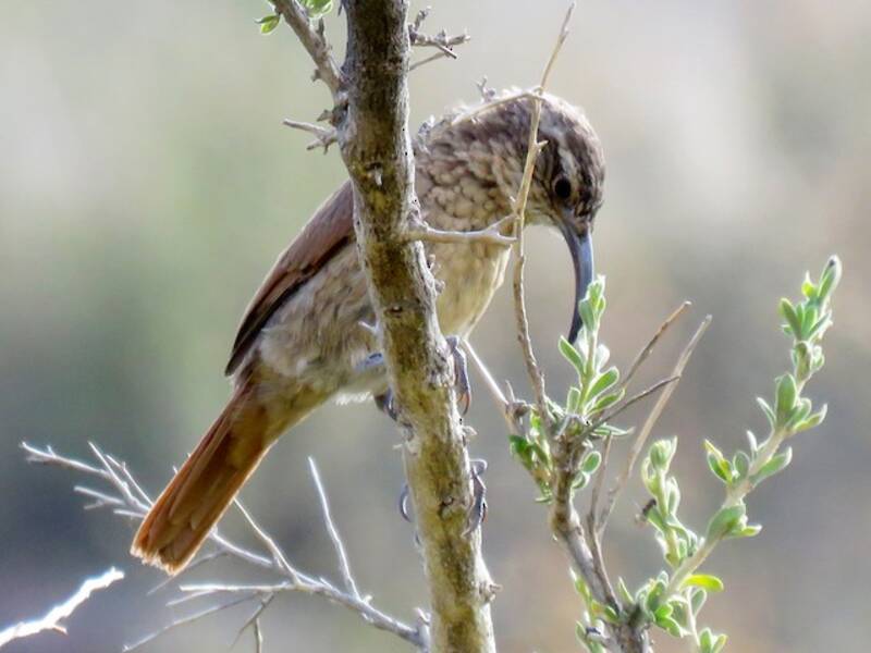 White-throated Earthcreeper, Photos 4