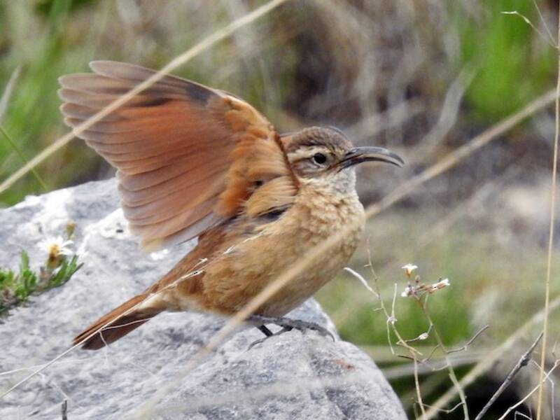White-throated Earthcreeper, Photos 2