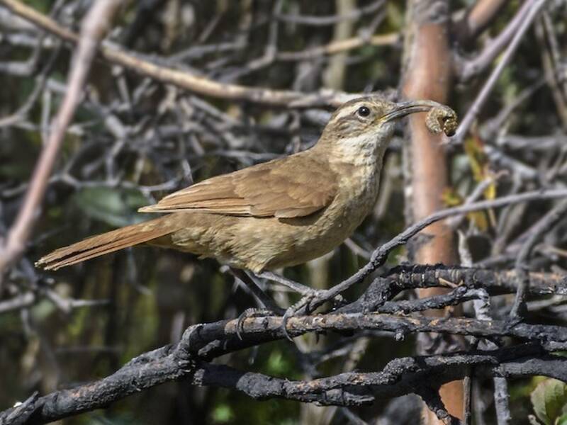 White-throated Earthcreeper