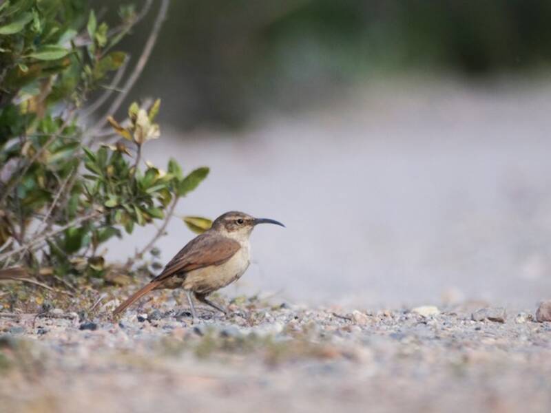 White-throated Earthcreeper, Photos 3