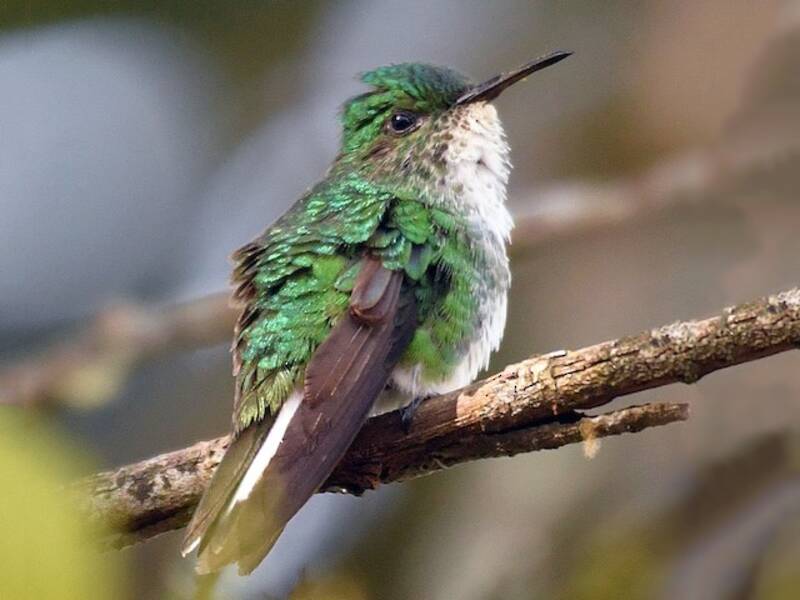 White-tailed Emerald
