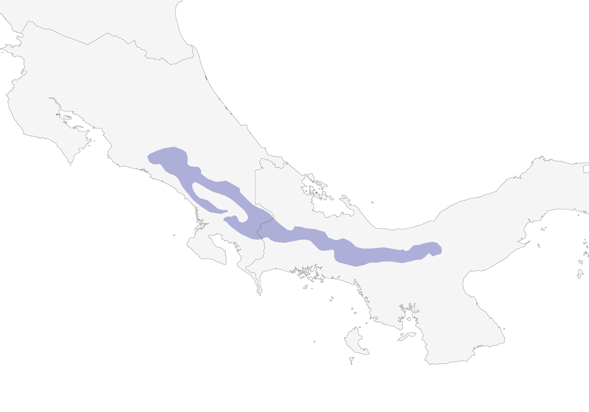 Smeraldo codabianca, Distribuzione 1