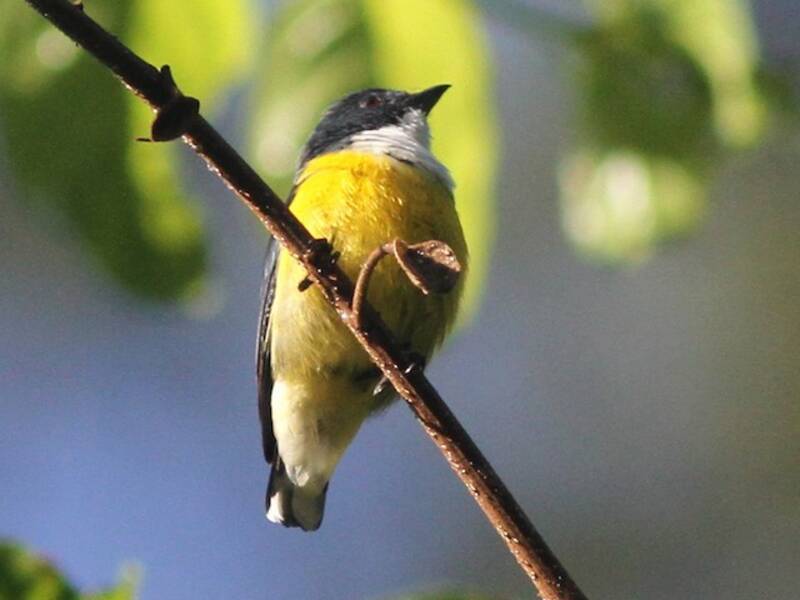 White-throated Flowerpecker (Pachyglossa vincens)