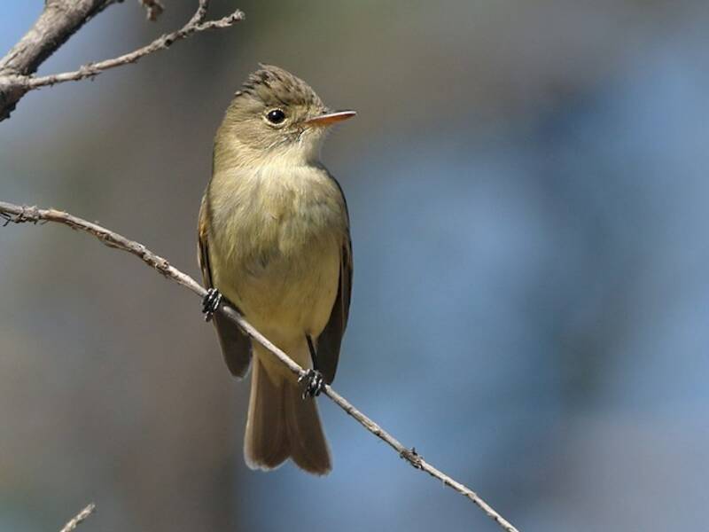 White-throated Flycatcher, Photos 2